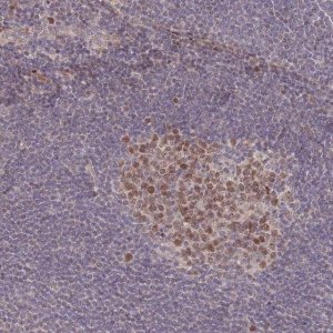 Anti-RGS14 antibody produced in rabbit 