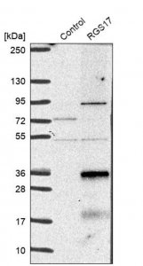 Anti-RGS17 antibody produced in rabbit 