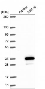 Anti-RGS18 antibody produced in rabbit 