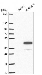 Anti-RHBDD3 antibody produced in rabbit 