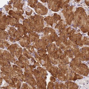 Anti-RHBDD3 antibody produced in rabbit 