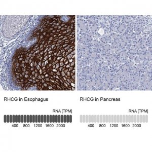 Anti-RHCG antibody produced in rabbit 