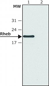 Anti-Rheb (C-terminal region) antibody produced in rabbit SAB4200410-200UL