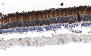 Anti-Rhodopsin Antibody, clone 5D17 ZooMAb Rabbit Monoclonal 