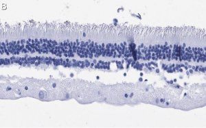 Anti-Rhodopsin Antibody, clone 5D17 ZooMAb Rabbit Monoclonal 