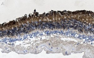 Anti-Rhodopsin CT Antibody, clone Rho 1D4 ZooMAb Mouse Monoclonal 