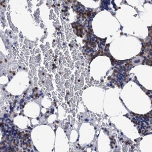 Anti-RHOG antibody produced in rabbit 