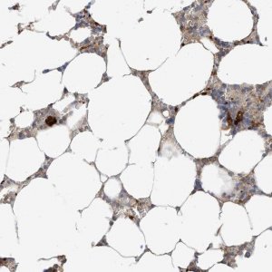 Anti-RHOH antibody produced in rabbit 