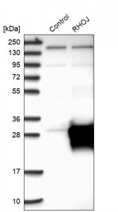 Anti-RHOJ antibody produced in rabbit 