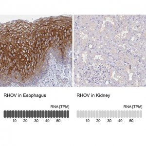 Anti-RHOV antibody produced in rabbit 
