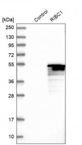 Anti-RIBC1 antibody produced in rabbit 