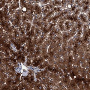 Anti-RIBC1 antibody produced in rabbit 