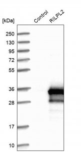 Anti-RILPL2 antibody produced in rabbit 