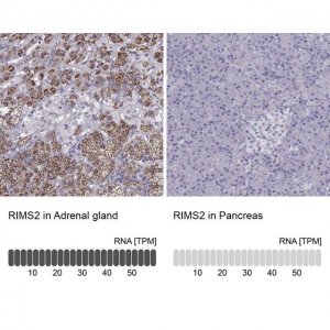 Anti-RIMS2 antibody produced in rabbit 