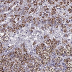 Anti-RIMS2 antibody produced in rabbit 