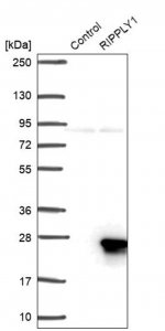 Anti-RIPPLY1 antibody produced in rabbit 