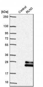 Anti-RLN3 antibody produced in rabbit HPA043731-100UL
