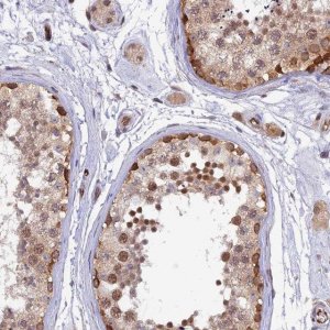 Anti-RLN3 antibody produced in rabbit HPA043731-100UL