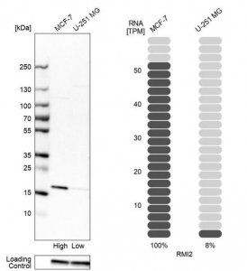Anti-RMI2 antibody produced in rabbit 
