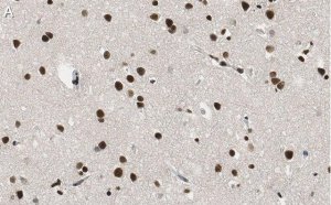 Anti-RNA polymerase II Antibody, clone CTD4H8 ZooMAb Mouse Monoclonal 