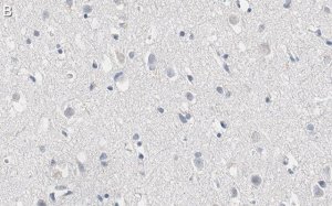 Anti-RNA polymerase II Antibody, clone CTD4H8 ZooMAb Mouse Monoclonal 
