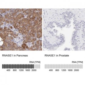 Anti-RNASE1 antibody produced in rabbit 