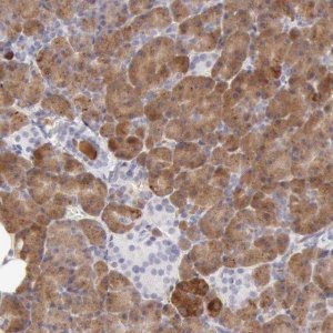 Anti-RNASE1 antibody produced in rabbit 