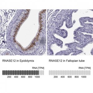 Anti-RNASE12 antibody produced in rabbit 