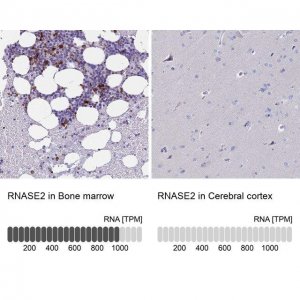 Anti-RNASE2 antibody produced in rabbit 