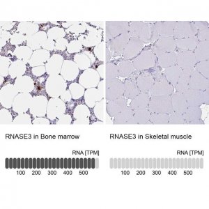 Anti-RNASE3 antibody produced in rabbit 