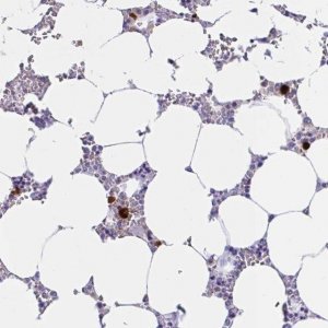 Anti-RNASE3 antibody produced in rabbit 