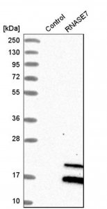 Anti-RNASE7 antibody produced in rabbit 