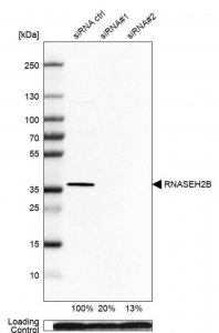 Anti-RNASEH2B antibody produced in rabbit 