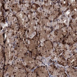 Anti-RNASEH2B antibody produced in rabbit 