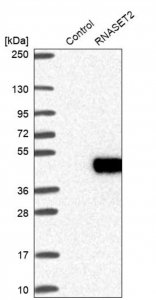 Anti-RNASET2 antibody produced in rabbit 
