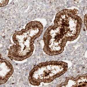 Anti-RNASET2 antibody produced in rabbit 