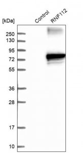 Anti-RNF112 antibody produced in rabbit 