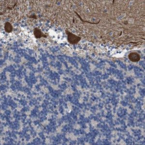 Anti-RNF112 antibody produced in rabbit 