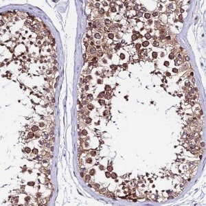 Anti-RNF121 antibody produced in rabbit 