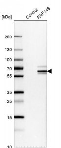 Anti-RNF149 antibody produced in rabbit 