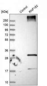 Anti-RNF182 antibody produced in rabbit HPA012309-100UL
