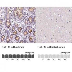 Anti-RNF186 antibody produced in rabbit 