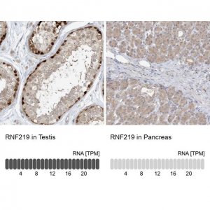 Anti-RNF219 antibody produced in rabbit 