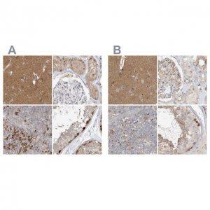 Anti-RNF219 antibody produced in rabbit 
