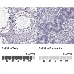 Anti-RNF32 antibody produced in rabbit 