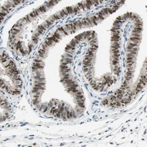 Anti-RNF43 antibody produced in rabbit 
