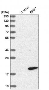 Anti-RNF7 antibody produced in rabbit HPA036995-100UL