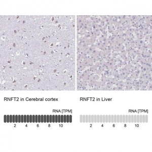 Anti-RNFT2 antibody produced in rabbit HPA064161-100UL