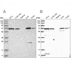 Anti-RNPEP antibody produced in rabbit 
