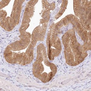 Anti-RNPEP antibody produced in rabbit 